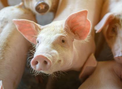 Les éleveurs de porcs exposés à divers contaminants biologiques