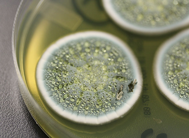 Biomarqueurs des moisissures dans l’air