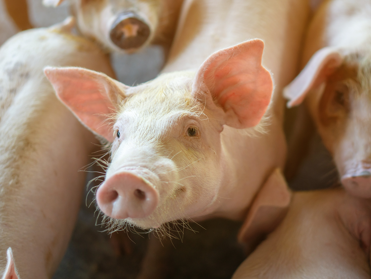 Santé et sécurité agricole : le cas de l’élevage porcin 